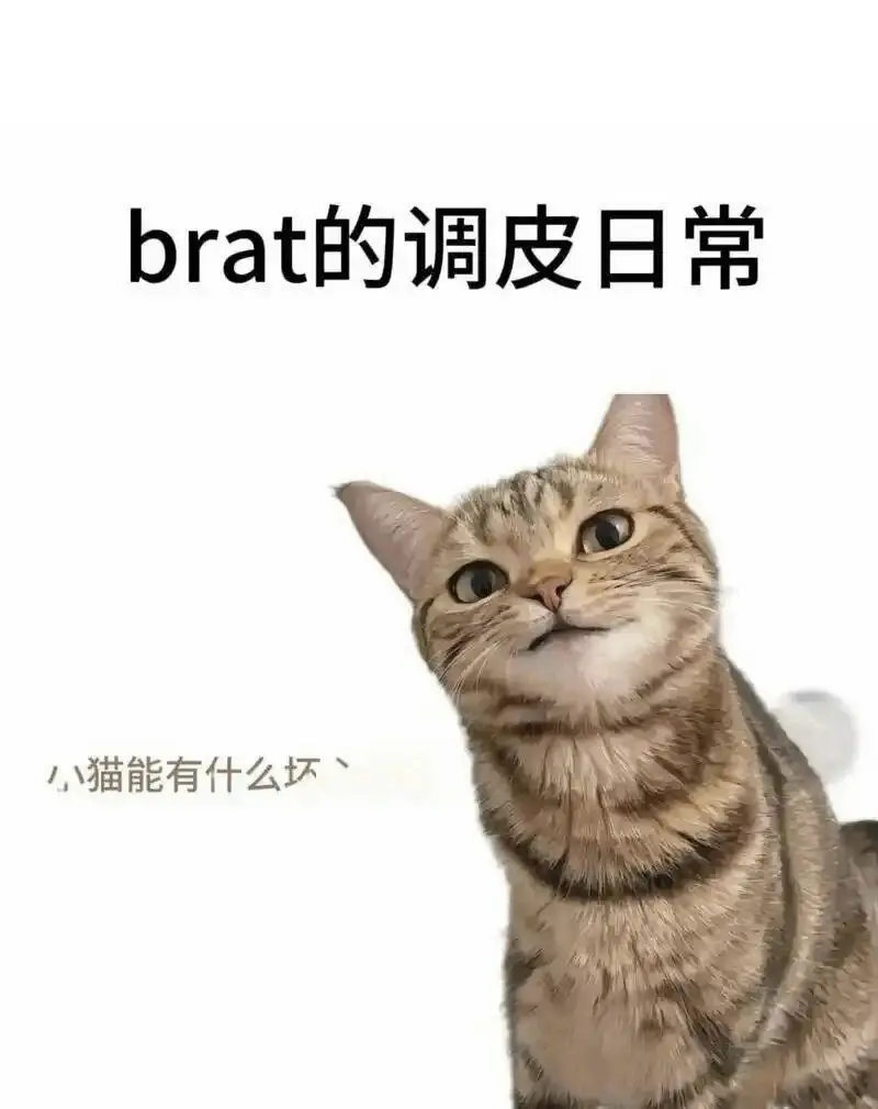 斯慕圈 - 2025-11-13 192048